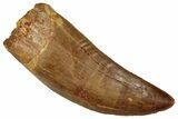 Serrated Carcharodontosaurus Tooth - Large Dinosaur Tooth #359386-1